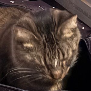 Meet your Posher, Annabelle